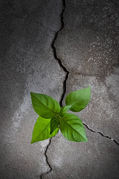 Unga Träd Växt Som Växer Genom Den Spruckna Betonggolvet — Stockfoto
