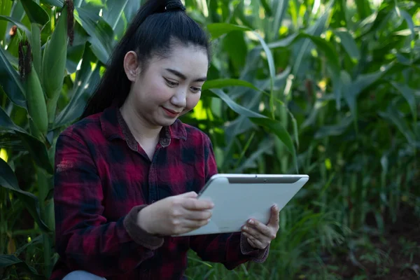 Young Woman Farmer Use Tablet Observing Some Charts Corn Garde — Stock Photo, Image