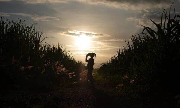 Mujer Agricultora Silueta Pie Plantación Caña Azúcar Atardecer Fondo —  Fotos de Stock