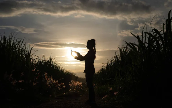 Farmer Woman Silhouette Standing Used Tablet Sugar Cane Plantation Background — Stock Photo, Image