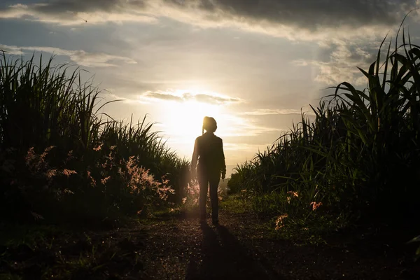 Bäuerin Silhouette Steht Der Zuckerrohrplantage Hintergrund Sonnenuntergang Abend — Stockfoto