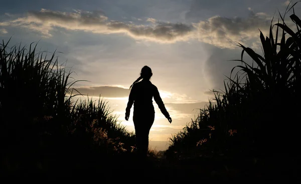 Frau Silhouette Steht Der Zuckerrohrplantage Hintergrund Sonnenuntergang Abend — Stockfoto