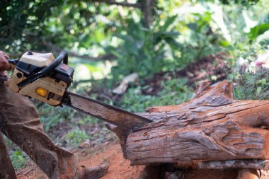 Bir oduncu ağaç gövdesini testereyle keser. 