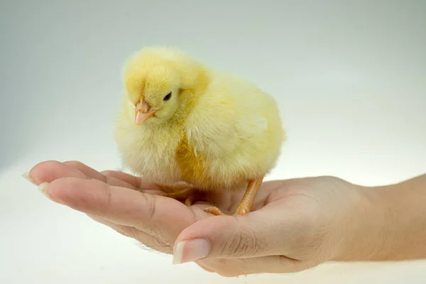 Κίτρινο Μικρό Κοτόπουλο Στο Χέρι Της Κυρίας — Φωτογραφία Αρχείου