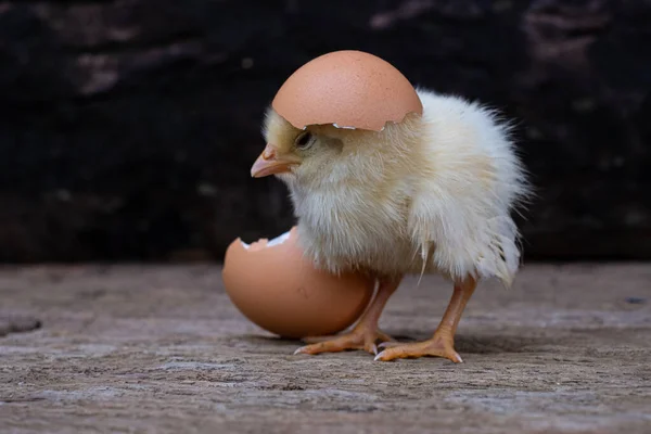 古い木の背景に卵と卵殻から鶏の孵化 — ストック写真
