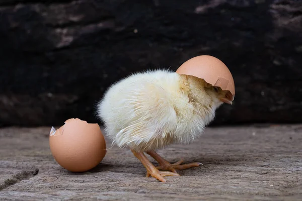 Chicken hatching from an egg and eggshell at old wooden background