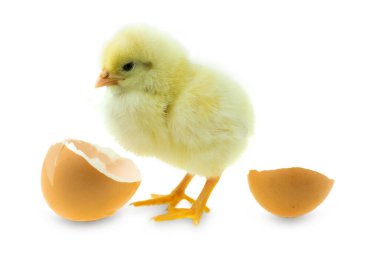 Beyaz arka planda yumurta ve yumurta kabuğundan çıkan tavuk.