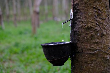 Plastik musluk taze sütlü lateks, para ağacından siyah bir kaseye akar.