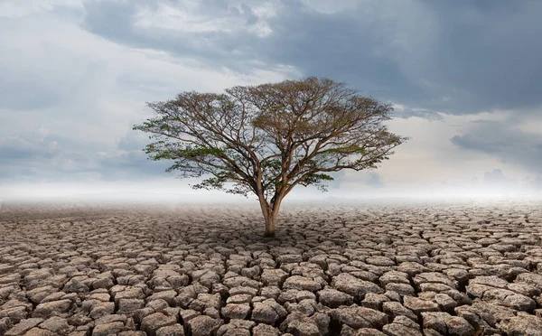 Big Tree Growth Cracked Soil Arid Areas Landscape — Stock Photo, Image