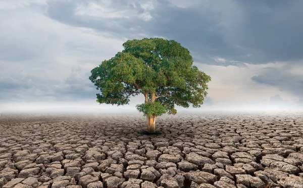 Gran Crecimiento Árboles Suelos Agrietados Áreas Áridas Del Paisaje — Foto de Stock