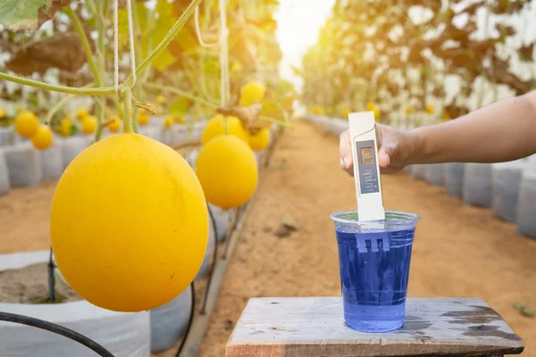 在温室农场的西瓜上 用数字式Ec Tds计中性显示屏测量杯子中的液肥 — 图库照片