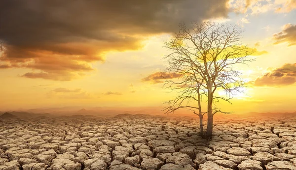 Дерево Высыхает Треснувшей Почве Засушливых Районах Ландшафта — стоковое фото