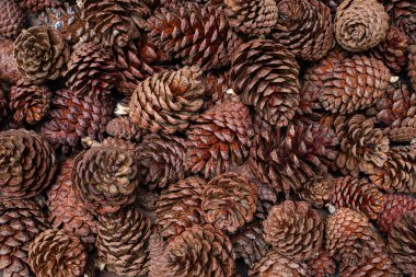 Sonbahar ormanı dokusunda doğal kahverengi çam kozalaklarının arka planını kapatın.