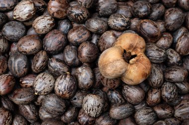 Para Kauçuk Ağacı Tohumları (Hevea brasiliensis) 