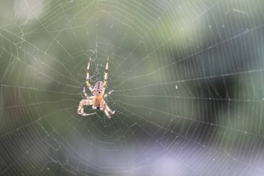 Ormandaki ağ üzerinde çapraz örümcekler