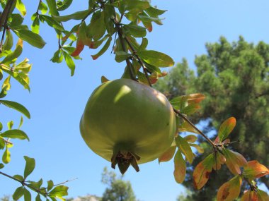 Güzel sağlıklı nar meyve closeup görünümünü üzerinde mavi gökyüzü arka bahçesinde bir nar ağacı dalı