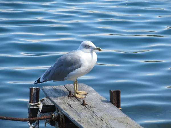 Close Van Witte Vogel Zeemeeuw Aan Het Strand Zitten Wild — Stockfoto