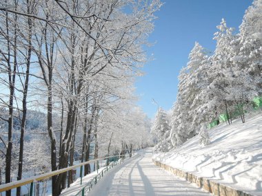 Kamp sitede çamlar arasında güzel güneşli karlı yol