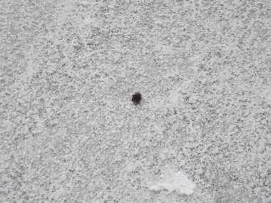 Kurumuş bir göl tuz yüzeyinde kelebek.