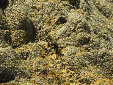 Denizdeki dalgaların yakınındaki orage kayada sürünerek yengeç birkaç gri