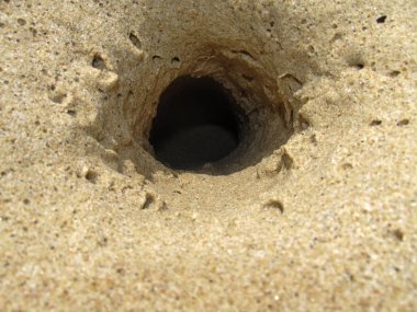 Güneşli bir plaj kum deliğe büyük yengeç.
