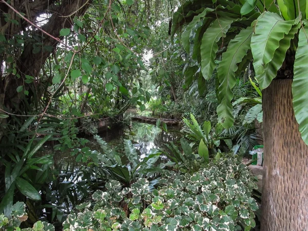 Una Escena Que Mira Directamente Una Densa Selva Tropical — Foto de Stock