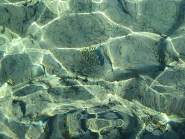 Tarak ve mercan resifleri kızıl deniz dibinde. Sualtı fotoğrafçılığı