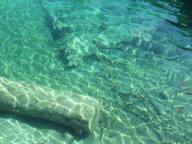 Hangi yatıyor batık bir günlük moss ve çok temiz bir göl temiz su ile yosun kaplı göl alt görünümü.