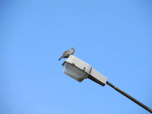 Um pombo cinza solitário senta-se no alto de um poste de luz contra um céu azul sem nuvens . — Fotografia de Stock