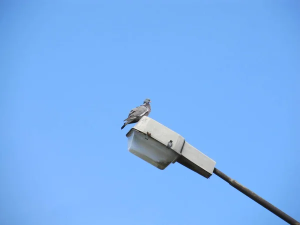 O pássaro da cidade senta-se no alto de um poste de luz contra o céu azul sem nuvens . — Fotografia de Stock