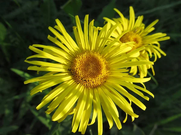 Bir çok yıllık Aster bahçede iki sarı çiçek — Stok fotoğraf
