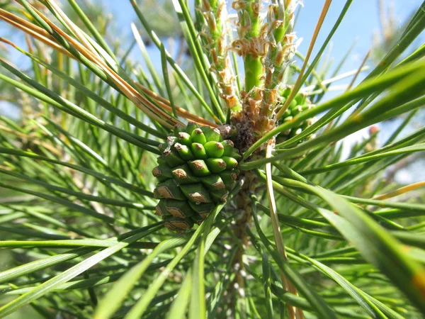 Giovane pigna verde su un ramo d'albero al sole nella foresta — Foto Stock