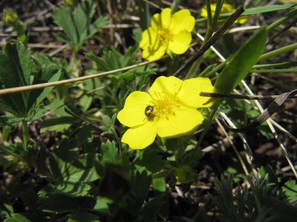 晴れた日に森の中の黄色い春の花の上でクロール カブトムシ ブロンズ — ストック写真