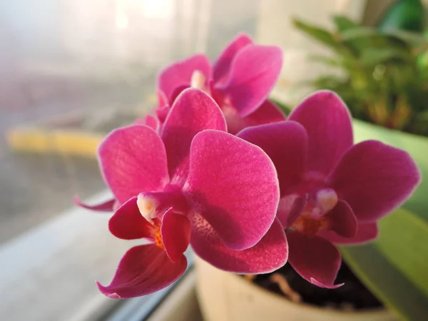 Close Van Een Mooi Boeket Van Paars Roze Mini Orchideeën — Stockfoto