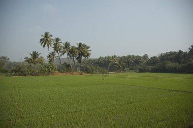 Palmiye ağaçlarıyla çevrili hiçbir işçi ile pirinç ekimi