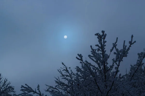 Heldere Ronde Gele Maan Schijnt Winter Bos Bij Nacht — Stockfoto