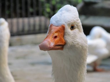 Royal kazı başkanı kapalı