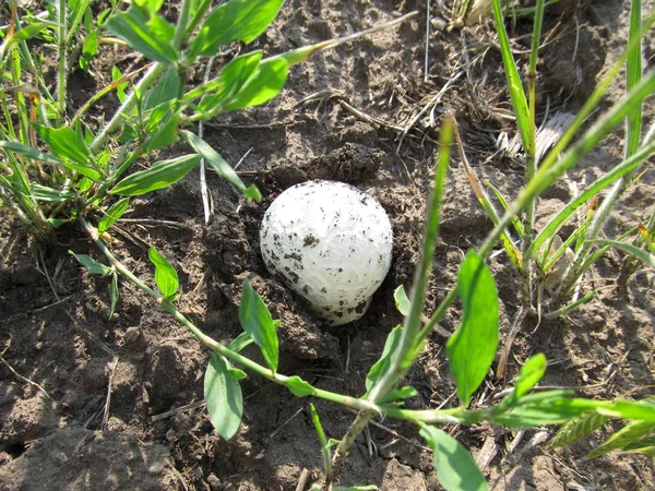 Lycoperdon 地面に成長する森の中のきのこマント クローズ アップ — ストック写真