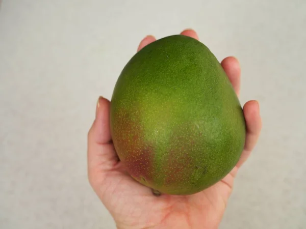 Человек Держит Большой Зеленый Плод Манго — стоковое фото