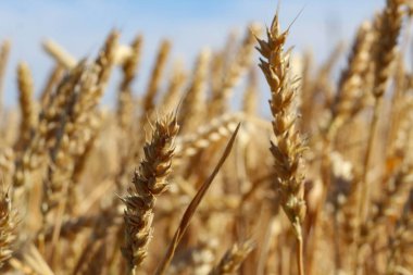 Olgun buğday kulak karşı mavi gökyüzü yaz gün yakın çekim.