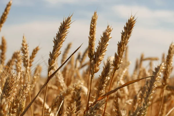 Крупним Планом Стиглі Пшеничні Вуха Тлі Красивого Неба Хмарами — стокове фото