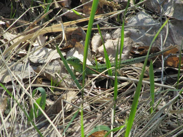 Lagarto Verde Brilhante Olha Para Fora Por Trás Das Lâminas — Fotografia de Stock