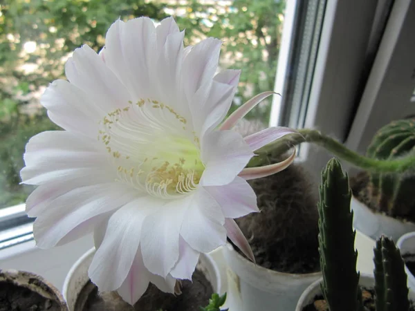 美しいシルク ピンク入札 Echinopsis Lobivia サボテン花と緑厄介なスパイシーな植物のマクロのクローズ アップ — ストック写真