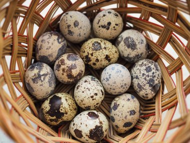 Birkaç küçük benekli bıldırcın yumurtası bir hasır sepet içinde yalan. İlk Görünüm