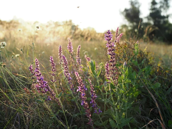 夕暮れの夏の草原の美しい紫の花 — ストック写真
