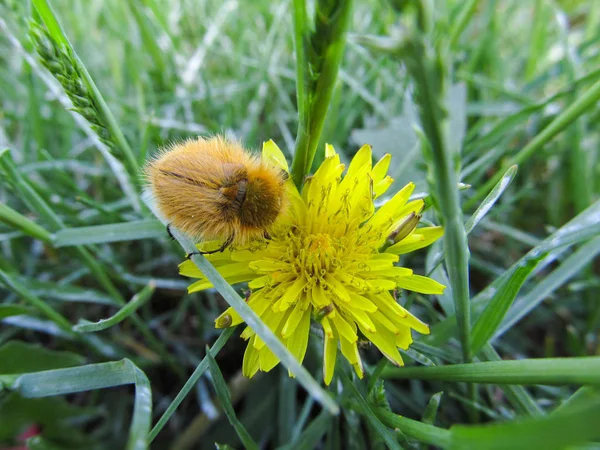 Sarı Tüylü Böceği Sarı Bir Çiçek Yeşil Bir Çayırda Oturur — Stok fotoğraf