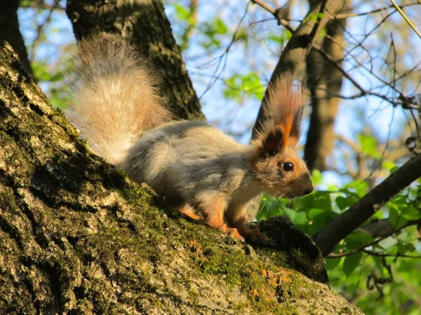 Nahaufnahme. Eichhörnchen sitzt auf einem Baum, der von der untergehenden Frühlingssonne erleuchtet wird — Stockfoto