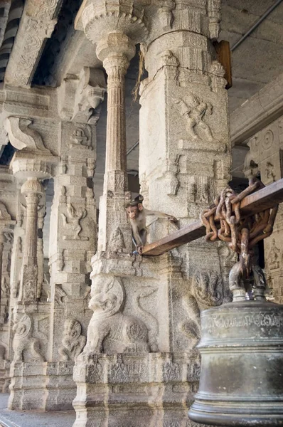 Un pequeño mono curioso se asoma detrás de las columnas de un antiguo templo indio — Foto de Stock