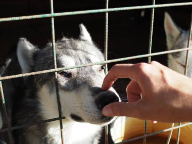 Burnunda vuruş adam mutlu köpek yüzüne bakar