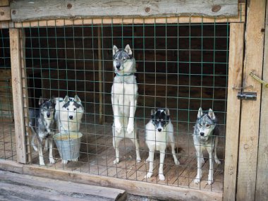 Burnunu sokmak belgili tanımlık çit çevirme arkasından Husky dikkat et